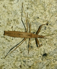 Sastrapada baerensprungi