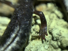 Batrachoseps stebbinsi