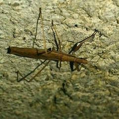 Sastrapada baerensprungi