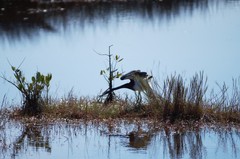 Egretta tricolor image