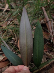 Cryptostylis erecta