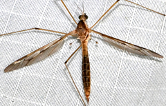 Tipula borealis