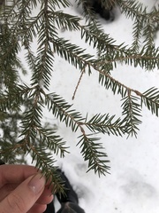 Picea