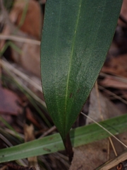 Cryptostylis erecta