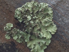 Fungi