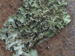 Fungi