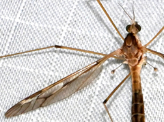 Tipula borealis