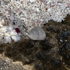 Cenchritis