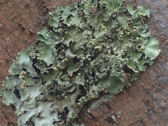 Fungi