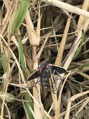 Ctenucha venosa
