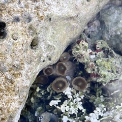 Palythoa grandiflora