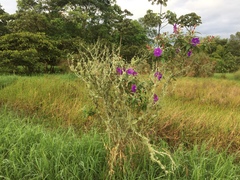 Tibouchina