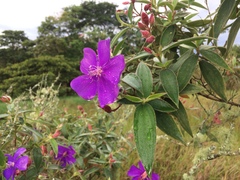 Tibouchina