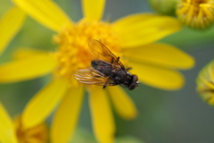 Diptera