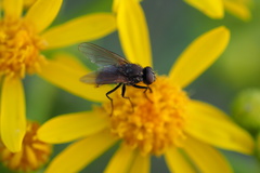 Diptera