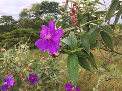Tibouchina