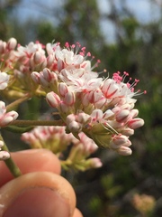 Eriogonum fasciculatum fasciculatum