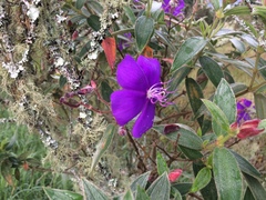 Tibouchina