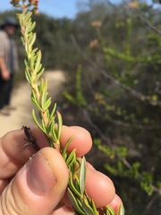 Eriogonum fasciculatum fasciculatum
