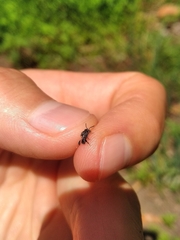 Friesella schrottkyi