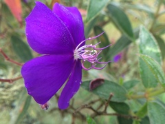 Tibouchina