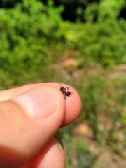 Friesella schrottkyi