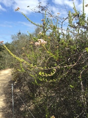 Eriogonum fasciculatum fasciculatum