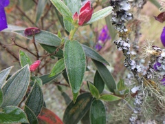 Tibouchina