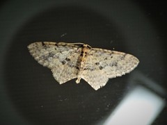 Poecilasthena scoliota