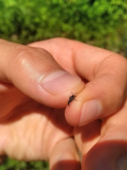 Friesella schrottkyi