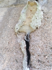 Friesella schrottkyi