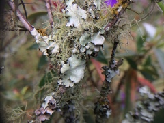 Fungi