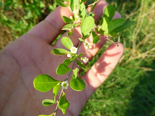 Image of Lycium americanum by (c) María Zeta, some rights reserved (CC BY)