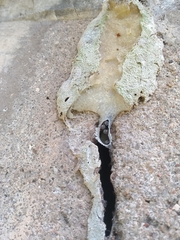 Friesella schrottkyi