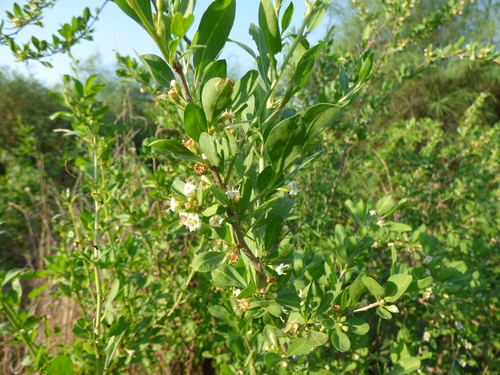 Image of Lycium americanum by (c) María Zeta, some rights reserved (CC BY)