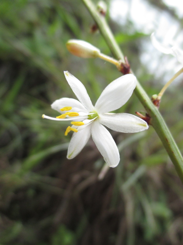 Trihesperus latifolius