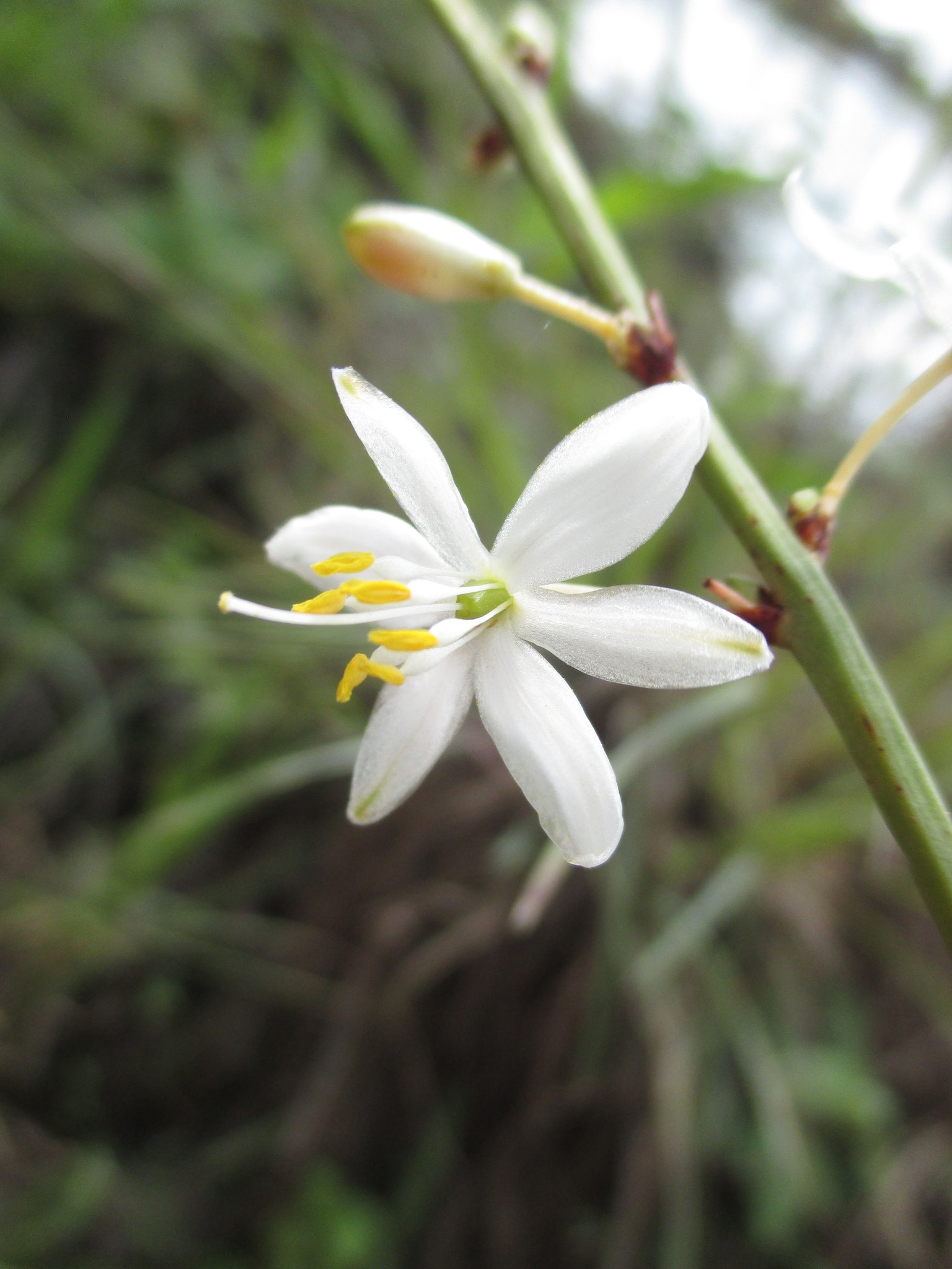 Trihesperus latifolius image