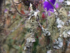 Fungi