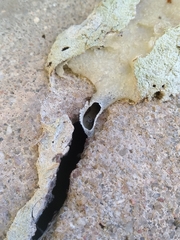 Friesella schrottkyi