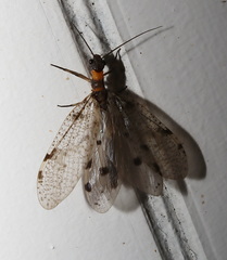 Archichauliodes guttiferus