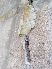 Friesella schrottkyi