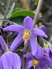 Solanum seaforthianum