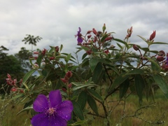 Tibouchina