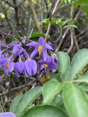 Solanum seaforthianum