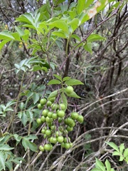 Solanum seaforthianum