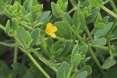 Roepera billardierei