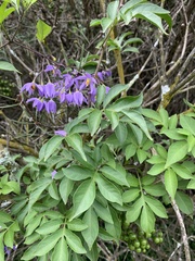 Solanum seaforthianum