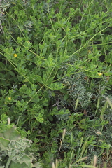 Roepera billardierei