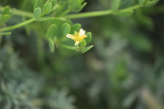 Roepera billardierei