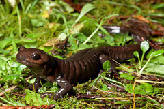 Northwestern Salamander photo 3